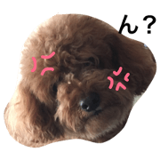 crazy toy poodle