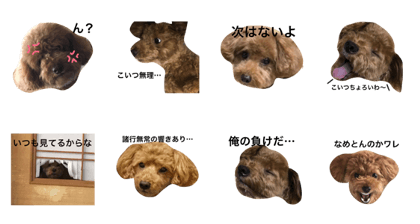 crazy toy poodle