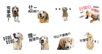 Golden Retriever Story 1
