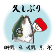 Yellowtail after a long absence