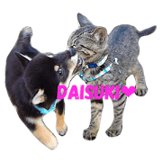 cat&dog love
