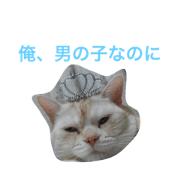This cat is ugly but cute