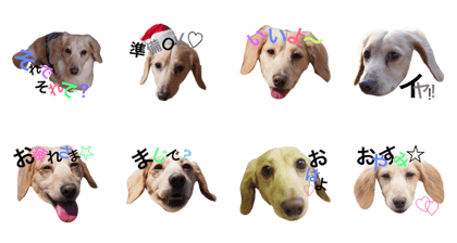 Dachshund.LEON.1