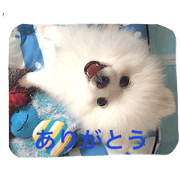 pomeranian_riku