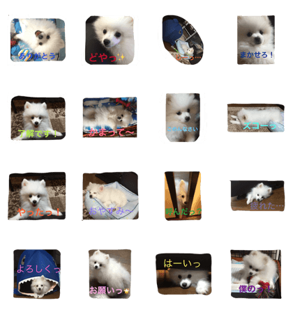 pomeranian_riku