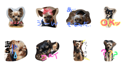 asamin.dogs