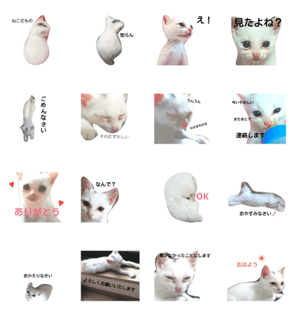 What's cat