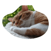 I love catsss
