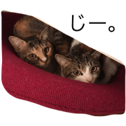 Silly kitty sisters