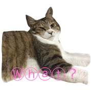 By a cat, cat