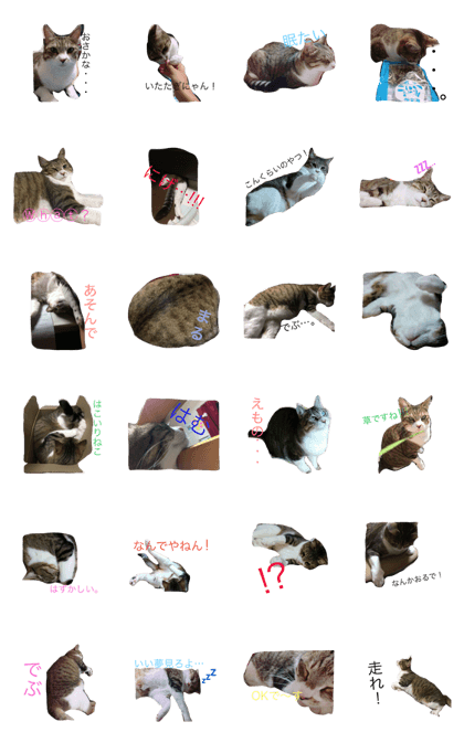 By a cat, cat