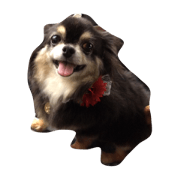 Chihuahua's Fuuchan
