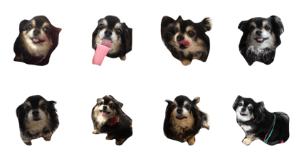 Chihuahua's Fuuchan