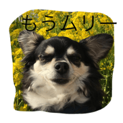 momosakuharu-ume-natsu