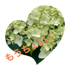 okapi_20210524182427