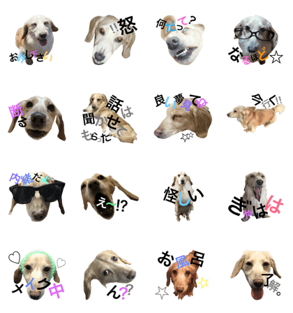 Dachshund.LEON.2