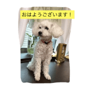 PRITY poodle