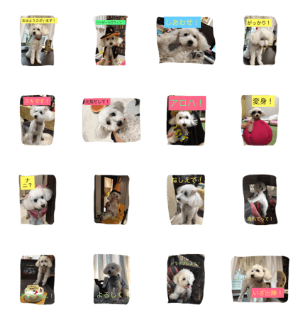 PRITY poodle