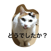 My Cats stamp 1