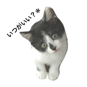 neko miichan
