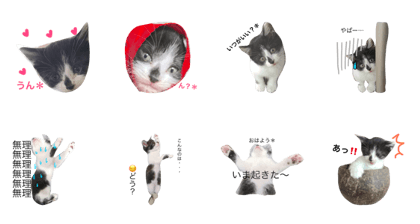 neko miichan