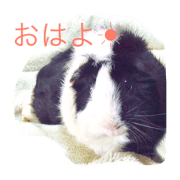 Kyoro-Chan