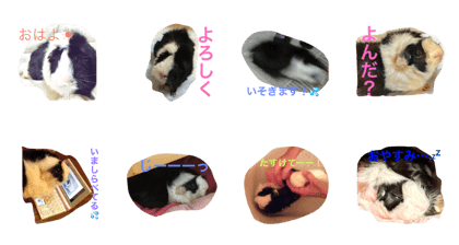 Kyoro-Chan