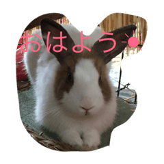 Kei-kun Rabbit