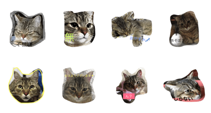 TOBI   cat