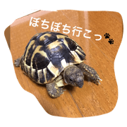 turtlesama