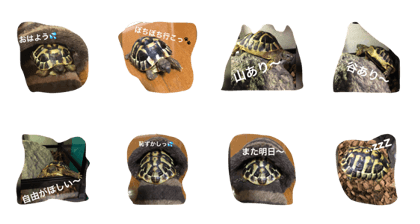 turtlesama