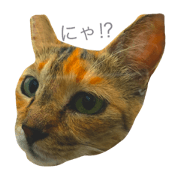 It's Cat stamp.