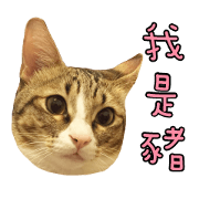 Fat YY daily - Fat Fat Fat