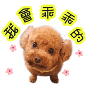 Poodle Sister yime
