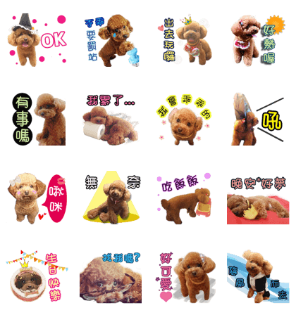 Poodle Sister yime
