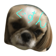 shih-tzu maron