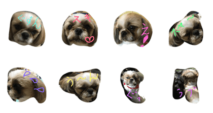 shih-tzu maron