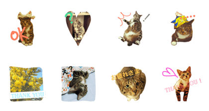 hachi stamp