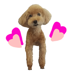 Toy poodle live action everyday stamp