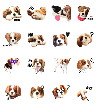 Cavalier tonny!