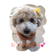 Shimihana