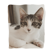 Hatsune cat