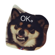 kuroshibaooiehime kuroshibaooiehime