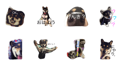 kuroshibaooiehime kuroshibaooiehime