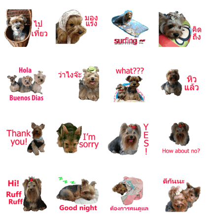 The Three Yorkies