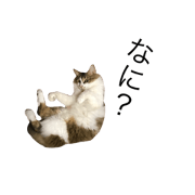 Cat cat Friend 2