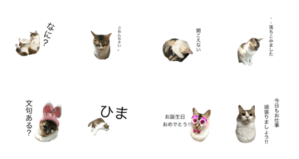 Cat cat Friend 2