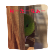 sazanami.3