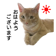 MOCA cat 3