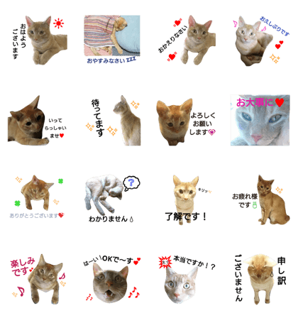 MOCA cat 3